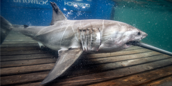 A white shark is tagged on the OCEARCH research vessel platform.