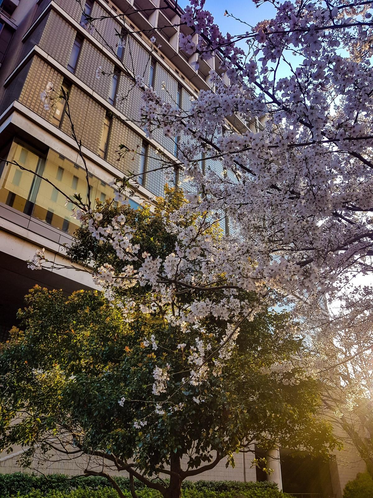 早稻田大学校园里的樱花